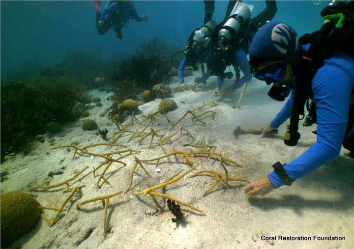 Outplanting staghorn off of Kline Bonaire