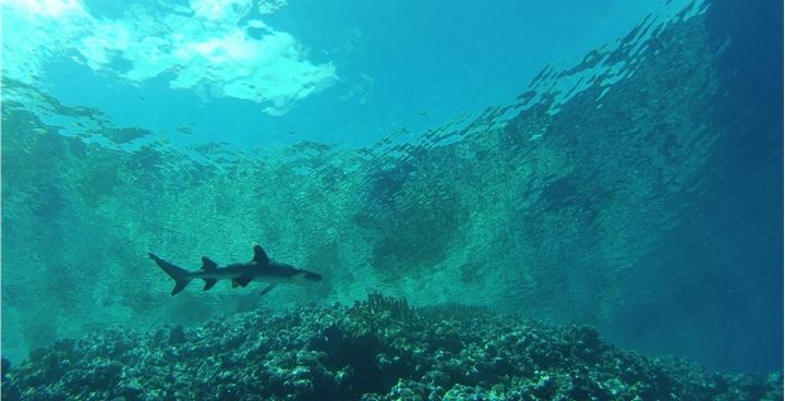 Shark, Ant Atoll, JB