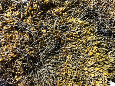 Rockweed on the coast of Maine