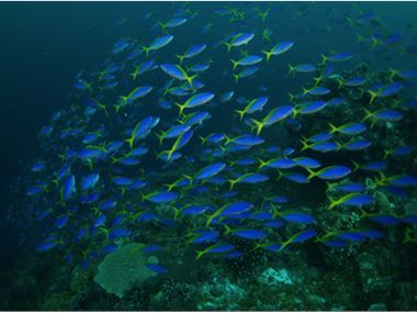 Palau's vibrant reefs