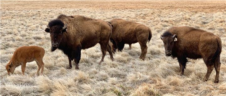 Bison grazing