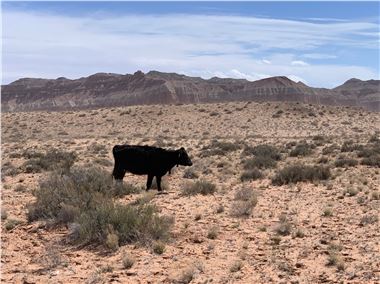 Cow grazing near Park