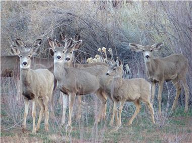 Mule deer