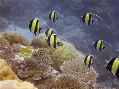 School of moorish idols