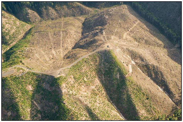 Clearcutting in the Pacific Northwest