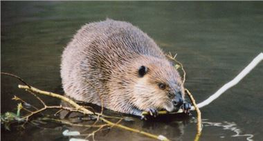 Beaver