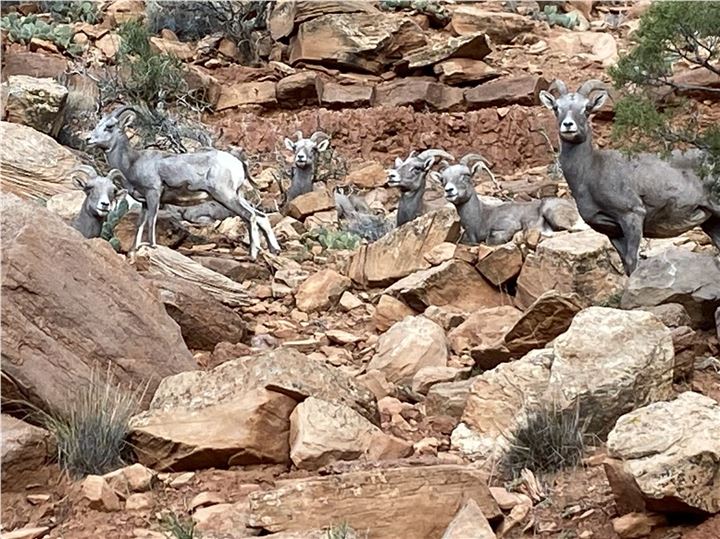 Desert Bighorn Sheep On the Domiguez Escalante NCA in Colorado