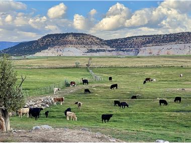 Cattle grazing on irrigated land