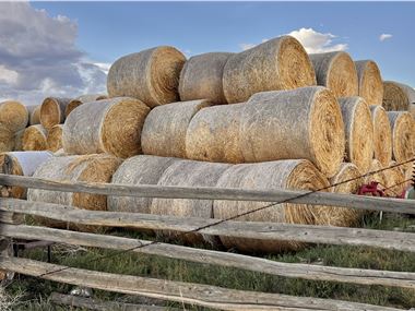 Round bales of hay