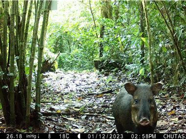 Collared Peccary