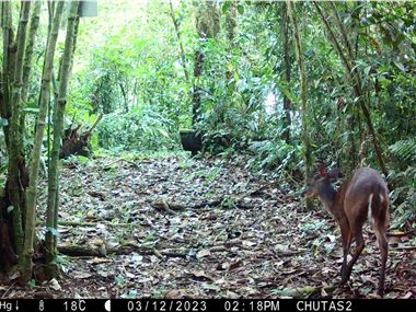 Red brocket deer