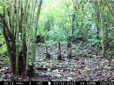 White-nosed coatis