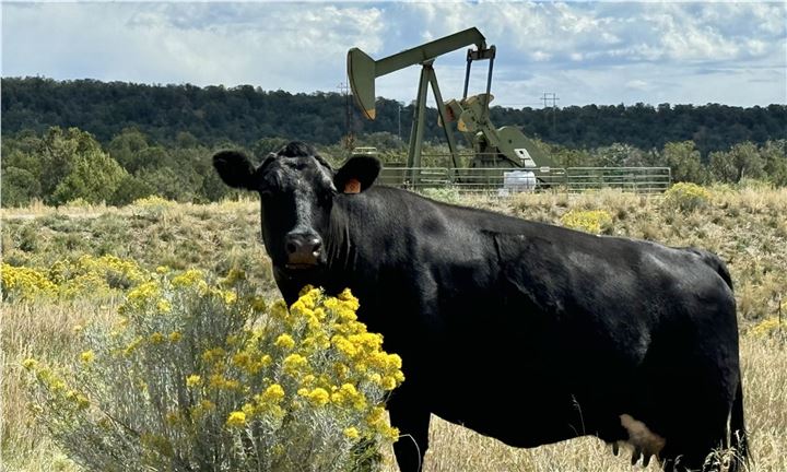 Cow and Oil Well
