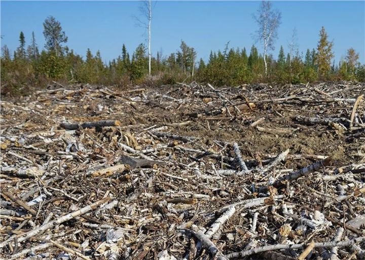 Boreal clearcutting.png