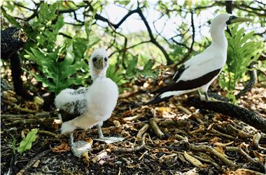 Henderson Island Seabirds
