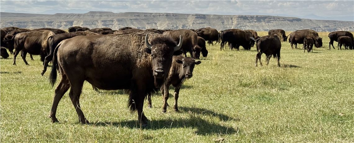 Bison herd grazing, Wind River Reservation