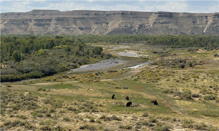Buffalo grazing on Wind River Reservation