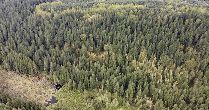 Legacy Forests of the Wishbone Timber Sale